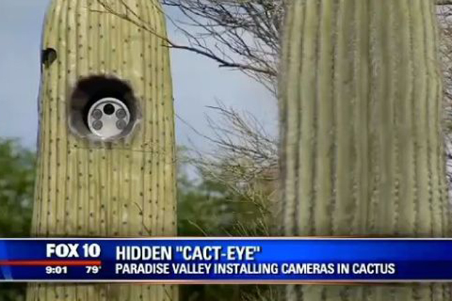 Esconden cámaras de tráfico en el interior de cactus en Arizona