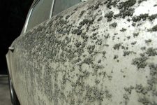 Porsche 911 S de 1976 cubierto de musgo