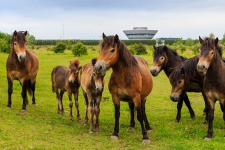 El “Porsche Safari” abre sus puertas en la fábrica de Leipzig Porsche Safari