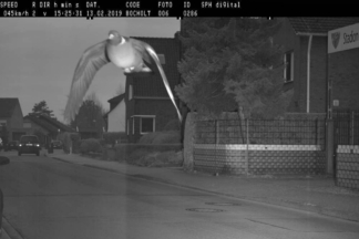 Un radar multa a una paloma por exceso de velocidad radar multa paloma exceso velocidad