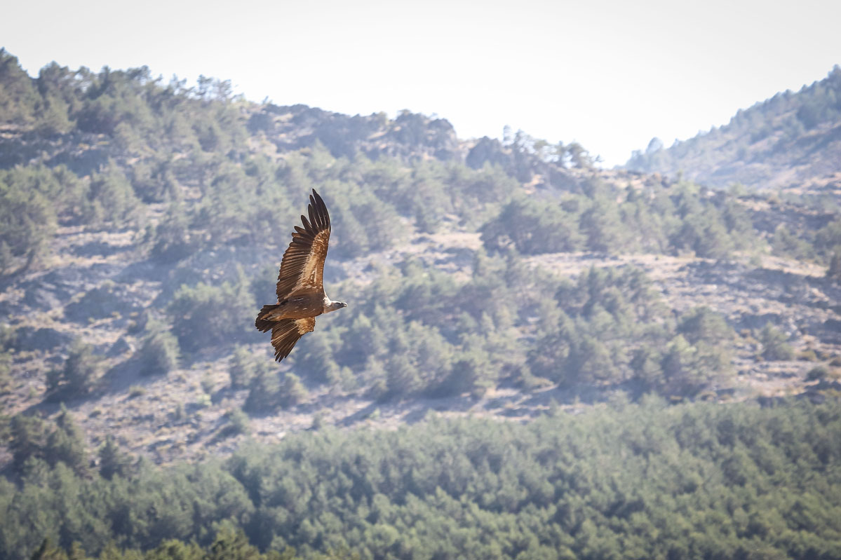 Fauna Ruta por la Sierra del Rincón