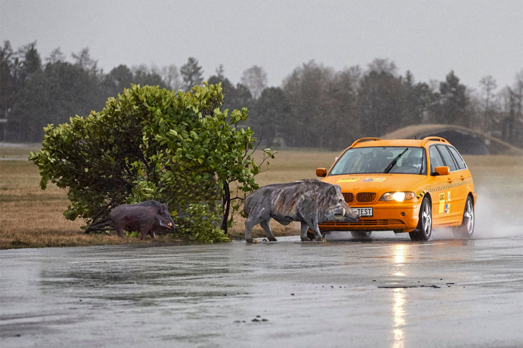 que pasa cuando un coche atropella un jabalí