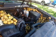 Ardilla nueces Chevrolet Avalanche