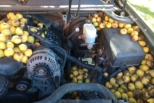 Ardilla nueces Chevrolet Avalanche