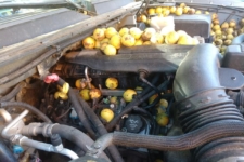 Ardilla nueces Chevrolet Avalanche