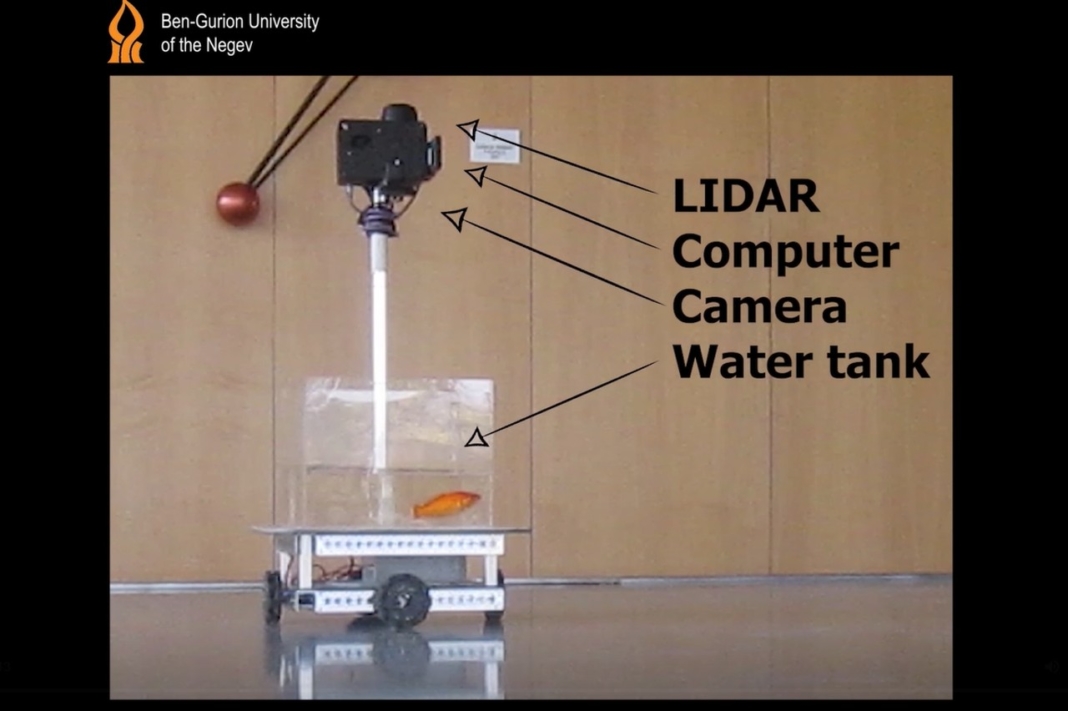 enseñan a conducir a un pez