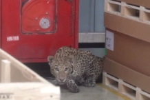 Un leopardo para la producción en una fábrica de Mercedes leopardo fabrica mercedes