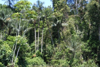 Brasil autoriza reasfaltar una carretera que cruza el corazón de la Amazonia carretera cruza Amazonia