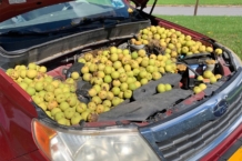 Una ardilla esconde 558 nueces bajo el capó de un Subaru Forester ardilla nueces subaru forester