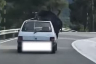 Vídeo: circulando con un jabalí atado al techo de un Peugeot 205 circula jabali atado techo peugeot 205