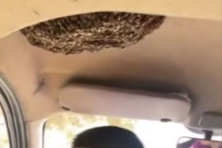 Vídeo: conduce mientras lleva un enjambre de abejas en el techo enjambre abejas techo coche