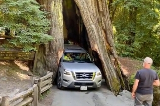 Un conductor daña un árbol de 2.500 años al intentar atravesarlo con su coche conductor daña árbol coche