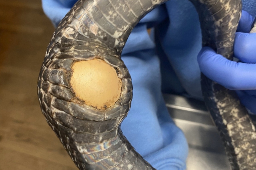 serpiente pomo del cambio