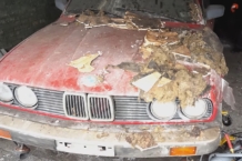 Rescatan un BMW Serie 3 E30 abandonado durante 14 años BMW Serie 3 E30 abandonado
