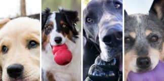 Cómo un tope de la suspensión de un coche pasó a ser el mejor juguete para perros tope suspension kong