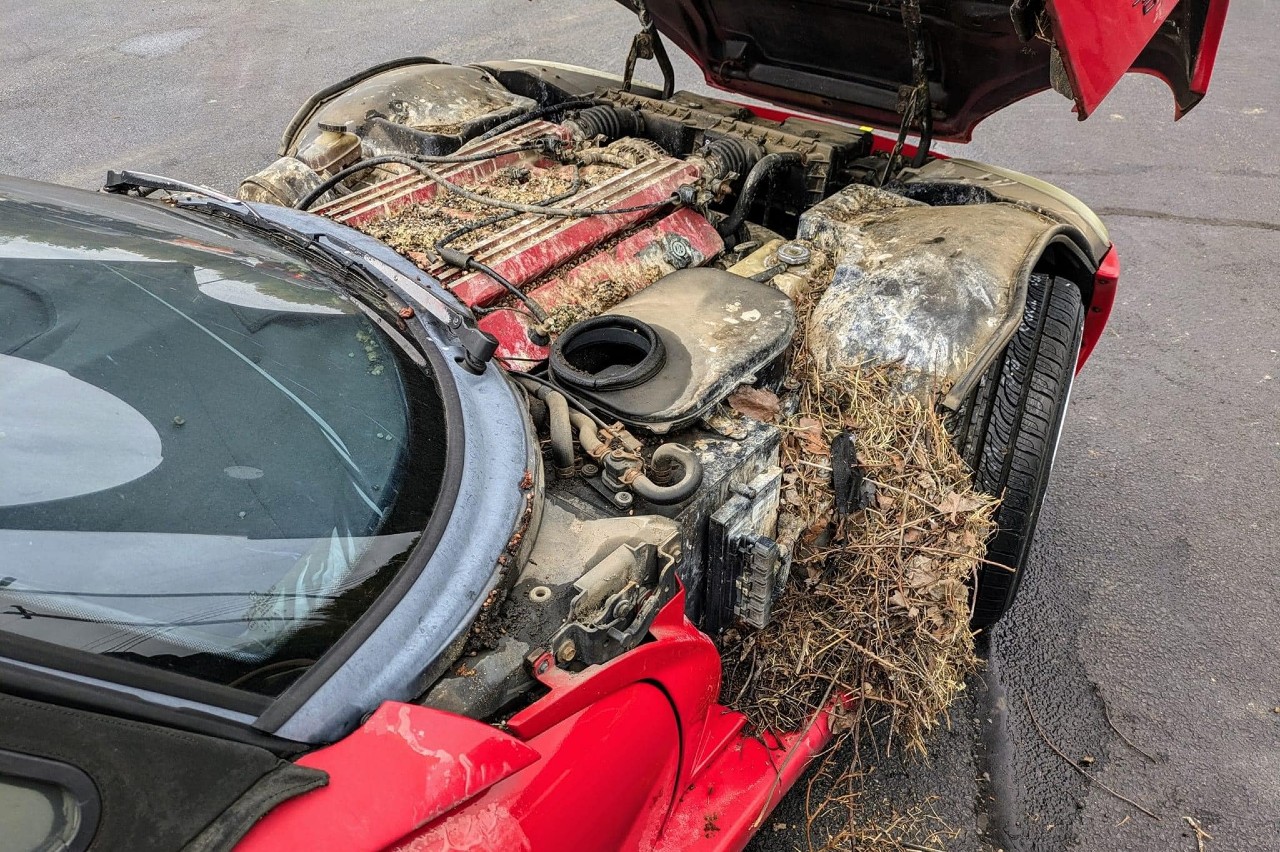 viper-28-anos-cartel