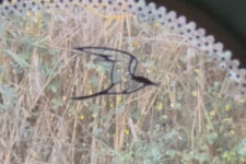 Jeep Compass Huevo Pascua rabilargo