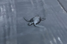 Jeep Compass Huevo Pascua tortuga