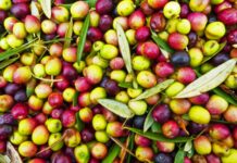 Barcelona quiere construir asfalto con huesos de aceitunas para convertir sus calles en un almacén de carbono Asfalto con huesos de aceitunas