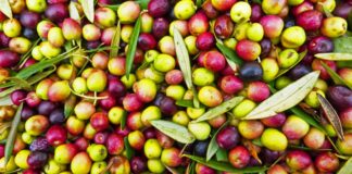Barcelona quiere construir asfalto con huesos de aceitunas para convertir sus calles en un almacén de carbono Asfalto con huesos de aceitunas