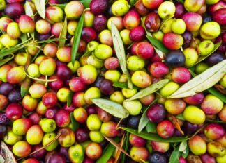 Barcelona quiere construir asfalto con huesos de aceitunas para convertir sus calles en un almacén de carbono Asfalto con huesos de aceitunas