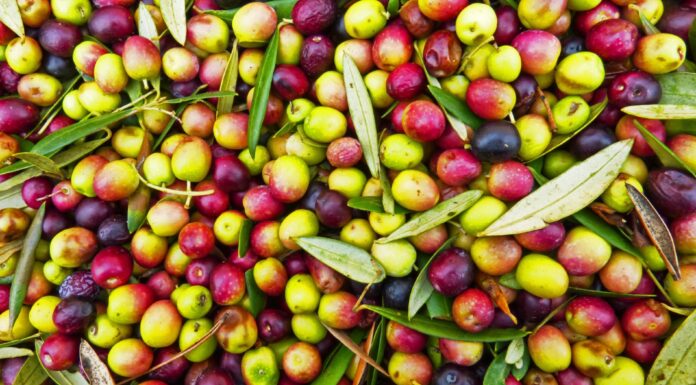 Barcelona quiere construir asfalto con huesos de aceitunas para convertir sus calles en un almacén de carbono Asfalto con huesos de aceitunas