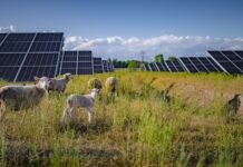 Volkswagen utiliza 100 ovejas para pastar la hierba de su planta fotovoltaica en Polonia Volkswagen ovejas planta fotovoltaica