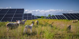 Volkswagen utiliza 100 ovejas para pastar la hierba de su planta fotovoltaica en Polonia Volkswagen ovejas planta fotovoltaica