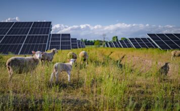 Volkswagen utiliza 100 ovejas para pastar la hierba de su planta fotovoltaica en Polonia Volkswagen ovejas planta fotovoltaica