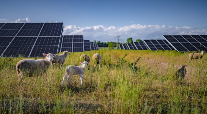 Volkswagen utiliza 100 ovejas para pastar la hierba de su planta fotovoltaica en Polonia Volkswagen ovejas planta fotovoltaica