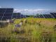 Volkswagen utiliza 100 ovejas para pastar la hierba de su planta fotovoltaica en Polonia Volkswagen ovejas planta fotovoltaica